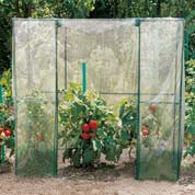 Serre tomates